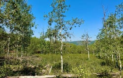 10775 E TANGLEWOOD Dr, Heber City, UT 84032