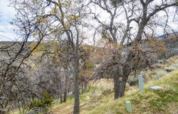 Lusanne Court, Tehachapi, CA 93561