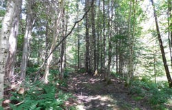 Cloutiers Loop, Pittsburg, NH 03592