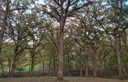 0 Highway D - Tract 5b (10.9+/- Acres), Eolia, MO 63344