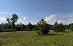 Stoney Court, Dillon, SC 29536