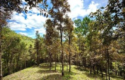 Cayey, Cayey, PR 00736
