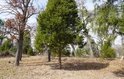 1698 Doc Holiday Dr, Log Cabin, TX 75148