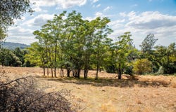 Chili Hill Road, Newcastle, CA 95658