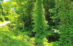 9025 Conner Rd, Powell, TN 37849