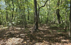 HURT HOLLOW RD, BANCO, VA 22711