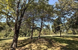 Cypress Rd, BUCHANAN, TN 38222