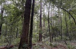 Shiloh Road, Pelahatchie, MS 39145