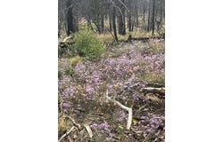 Forbes Pk lot: 542, Fort Garland, CO 81133