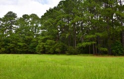 Palmetto Avenue, Saint Stephen, SC 29479