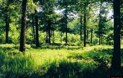 002-11058-011 CR 23, Clarkridge, AR 72623