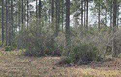 317 Paradise Ln, Apalachicola, FL 32320