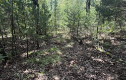 Ranch Road, Willow Springs, MO 65793