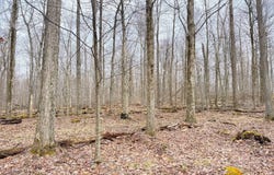 Morrison Hill Rd, Tidioute, PA 16351