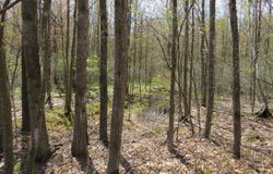 N Chippewa Road, Mount Pleasant, MI 48858