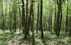 Longhope Road, Todd, NC 28684