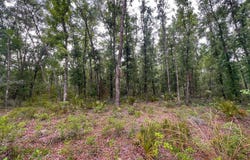 110 NE 770th St, Old Town, FL 32680