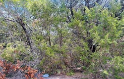 GIANT CEDAR TRL, Whitney, TX 76692