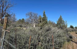 Whitepine St, Hornbrook, CA 96044