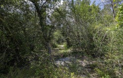TBD Wildlife Circle, Carmine, TX 78932