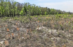 14 +/- Acres County Road 4223, Simms, TX 75574