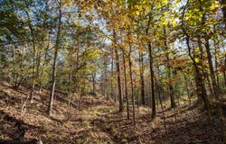 County Road 1135, Kennard, TX 75835