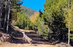 3200 Ottawa Way, Red Feather Lakes, CO 80545