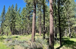 1855 Valley Ranch Drive, Clio, CA 96106