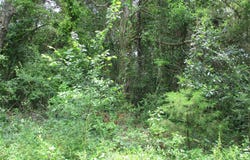 ROBINSON Street, Emory, TX 75440