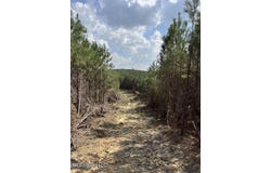 Honeysucker Road, Camden, MS 39045