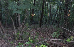 Schnauzer LN, Harriet, AR 72639