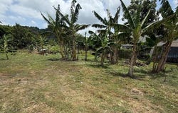 BO. LIMONES, YABUCOA, 00767