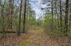 342 & 343 Turkey Mountain Estates, Shell Knob, MO 65747