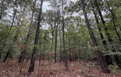 Smith Rd, Woodlawn, AR 71665