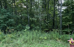 On Thunderbird Lane, Wakefield, MI 49968