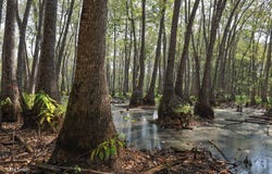 T.B.D., Chatham, LA 71226