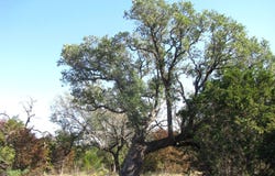PR 42112, Evant, TX 76525