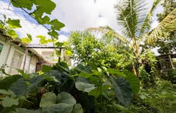 74 MAIKAI ST, Hilo, HI 96720