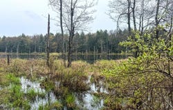 Johnson Rd lot: 9, Becket, MA 01223