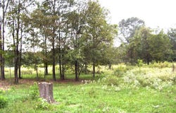 317 HIGH ST, WINTHROP, AR 71866
