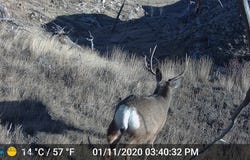 Shawmut, MT 59078