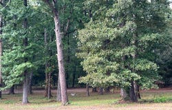 Half Circle Drive, McCalla, AL 35111