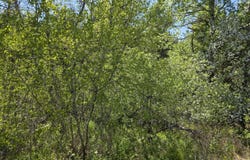 4 Goose River Estates, Swanville, ME 04915