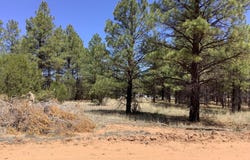 Cedar Bark Trail, Overgaard, AZ 85933