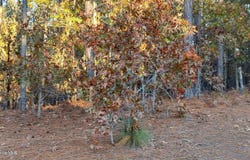 4 Brassie Circle, Jackson Springs, NC 27281