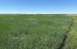 1500 W, Pingree, ID 83262