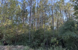 Lucas Rd, Axis, AL 36505