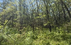 Parcel B W USFS 5196, Baldwin, MI 49304