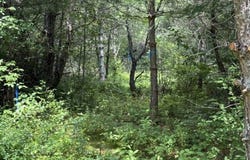 36 Seclusion Lane, Duane Center, NY 12952