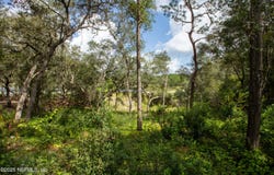 6956 DEER SPRINGS Road, Keystone Heights, FL 32656